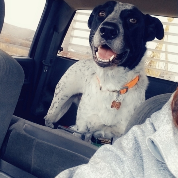 Meet your Posher, Morgan - Picture 5 of 5